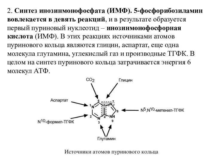 2. Синтез инозинмонофосфата (ИМФ). 5-фосфорибозиламин вовлекается в девять реакций, и в