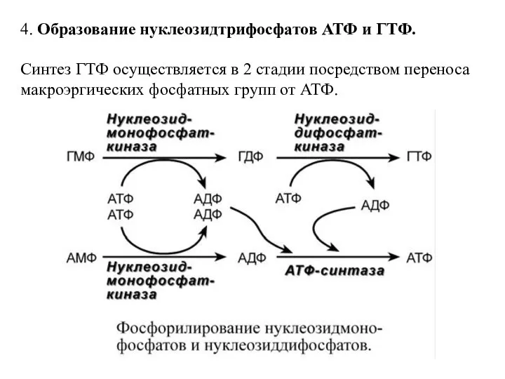 4. Образование нуклеозидтрифосфатов АТФ и ГТФ. Синтез ГТФ осуществляется в 2