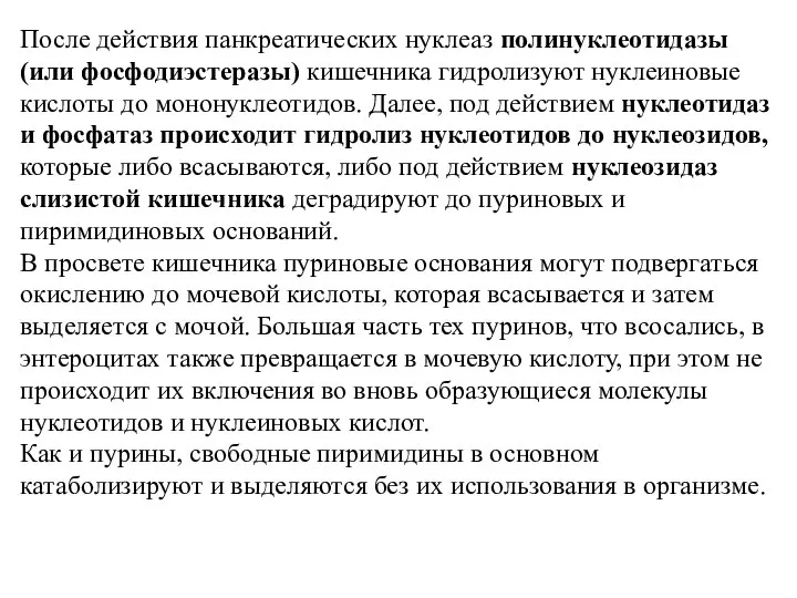 После действия панкреатических нуклеаз полинуклеотидазы (или фосфодиэстеразы) кишечника гидролизуют нуклеиновые кислоты