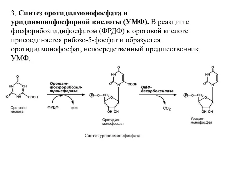 3. Синтез оротидилмонофосфата и уридинмонофосфорной кислоты (УМФ). В реакции с фосфорибозилдифосфатом