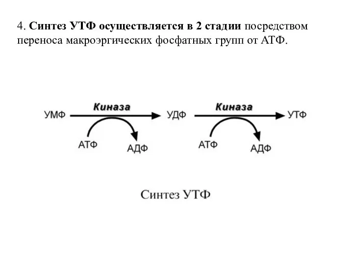 4. Синтез УТФ осуществляется в 2 стадии посредством переноса макроэргических фосфатных групп от АТФ.