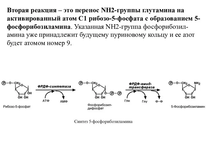 Вторая реакция – это перенос NH2-группы глутамина на активированный атом С1