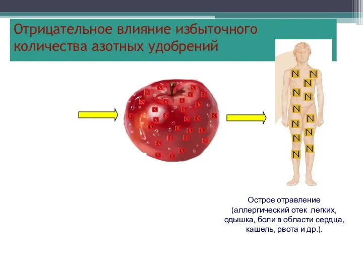 Отрицательное влияние избыточного количества азотных удобрений Острое отравление (аллергический отек легких,