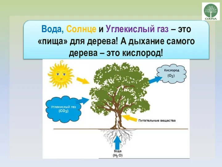 Вода, Солнце и Углекислый газ – это «пища» для дерева! А