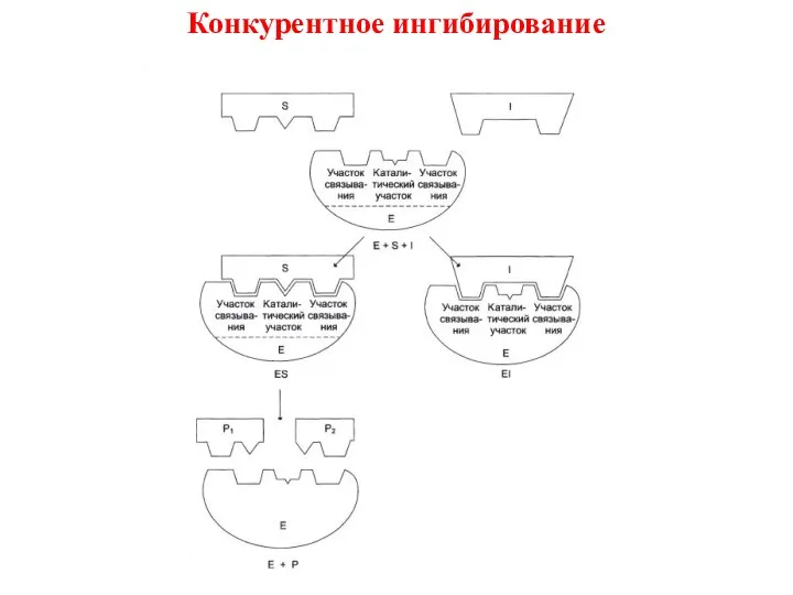 Конкурентное ингибирование