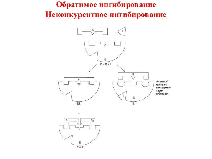 Обратимое ингибирование Неконкурентное ингибирование