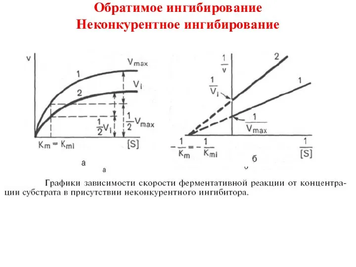 Обратимое ингибирование Неконкурентное ингибирование