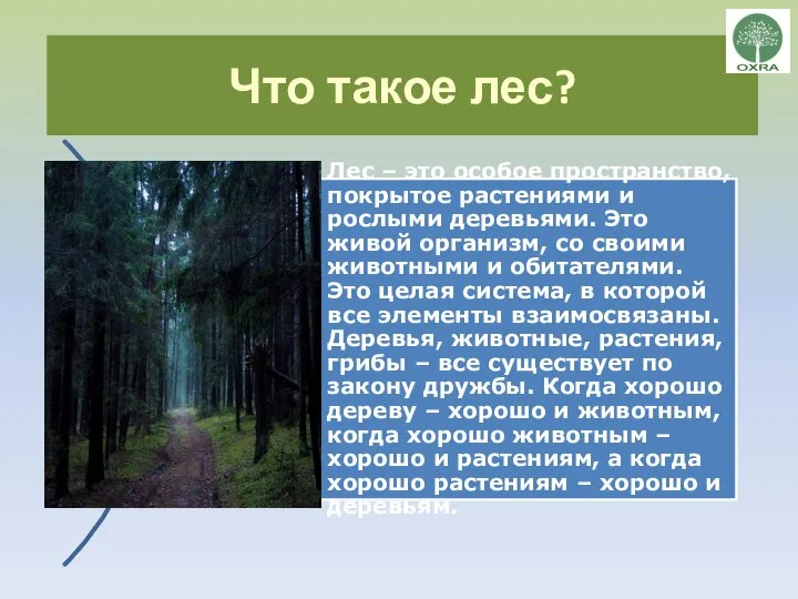 Что такое лес?