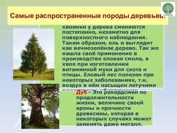 Самые распространенные породы деревьев: