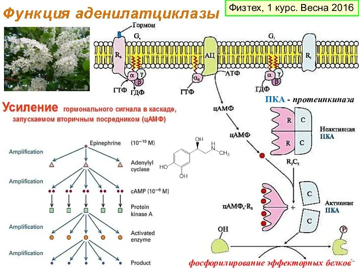 ПКА - протеинкиназа фосфорилирование эффекторных белков Физтех, 1 курс. Весна 2016