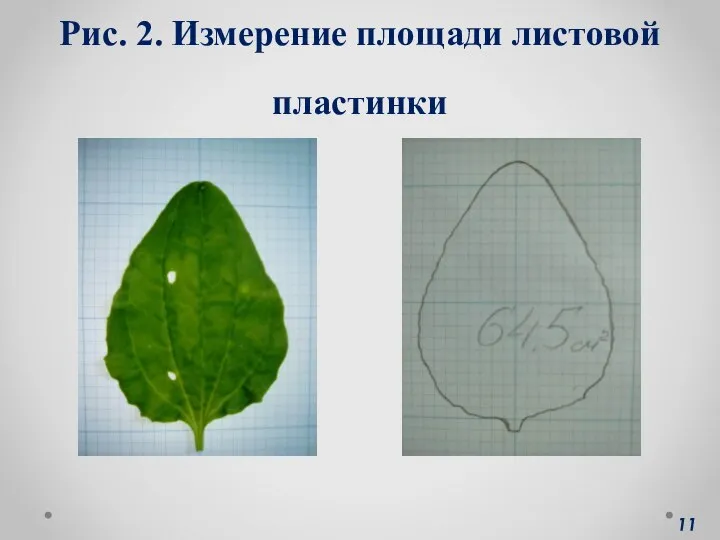 Рис. 2. Измерение площади листовой пластинки 11