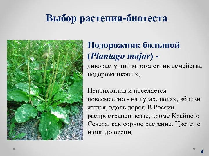 . . Выбор растения-биотеста Подорожник большой (Plantago major) - дикорастущий многолетник
