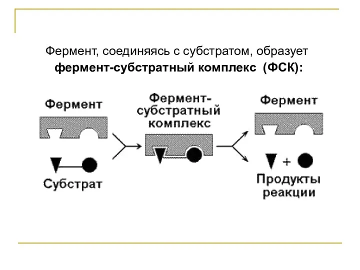 Фермент, соединяясь с субстратом, образует фермент-субстратный комплекс (ФСК):