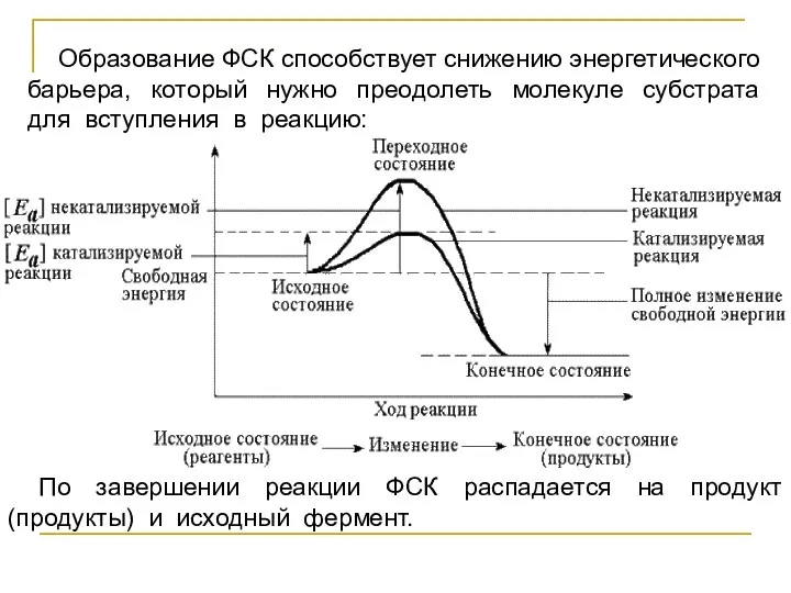 Образование ФСК способствует снижению энергетического барьера, который нужно преодолеть молекуле субстрата