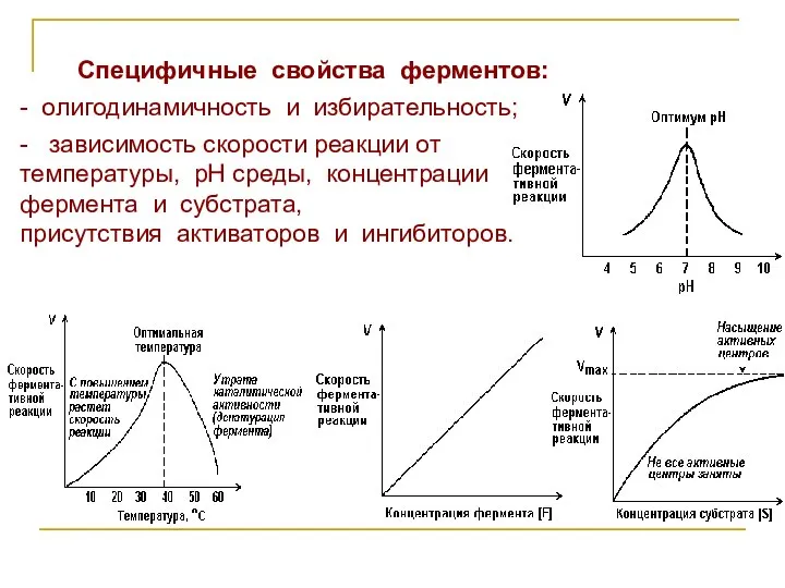 Специфичные свойства ферментов: - олигодинамичность и избирательность; - зависимость скорости реакции