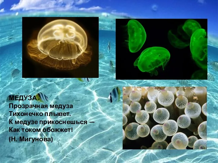 МЕДУЗА Прозрачная медуза Тихонечко плывет. К медузе прикоснешься — Как током обожжет! (Н. Мигунова)
