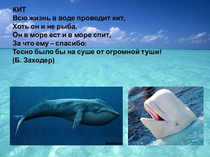 КИТ Всю жизнь в воде проводит кит, Хоть он и не