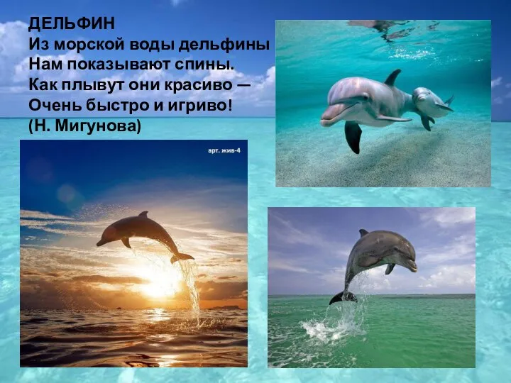 ДЕЛЬФИН Из морской воды дельфины Нам показывают спины. Как плывут они