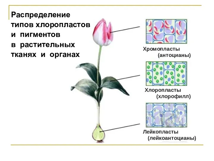 Лейкопласты (лейкоантоцианы) Хлоропласты (хлорофилл) Хромопласты (антоцианы) Распределение типов хлоропластов и пигментов в растительных тканях и органах
