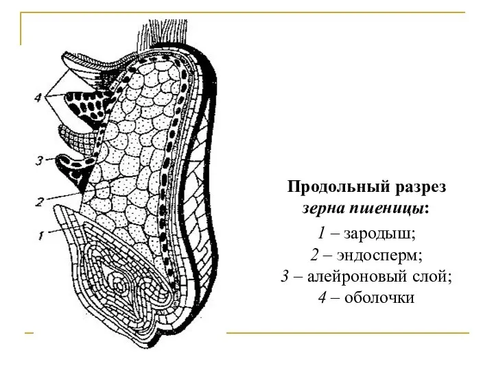 Продольный разрез зерна пшеницы: 1 – зародыш; 2 – эндосперм; 3