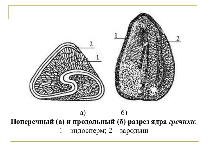 а) б) Поперечный (а) и продольный (б) разрез ядра гречихи: 1 – эндосперм; 2 – зародыш