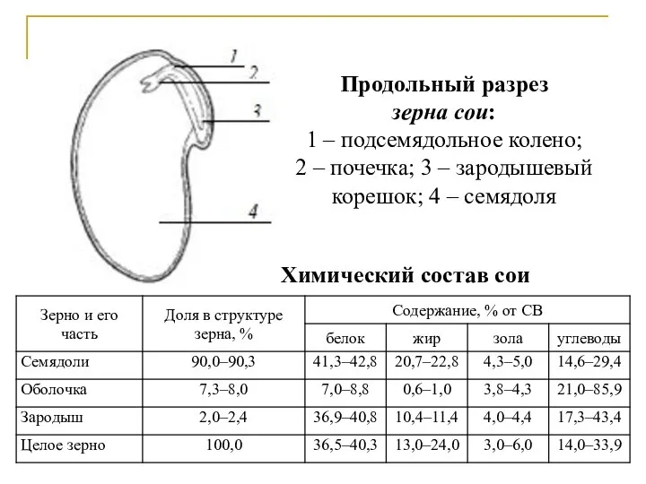 Продольный разрез зерна сои: 1 – подсемядольное колено; 2 – почечка;