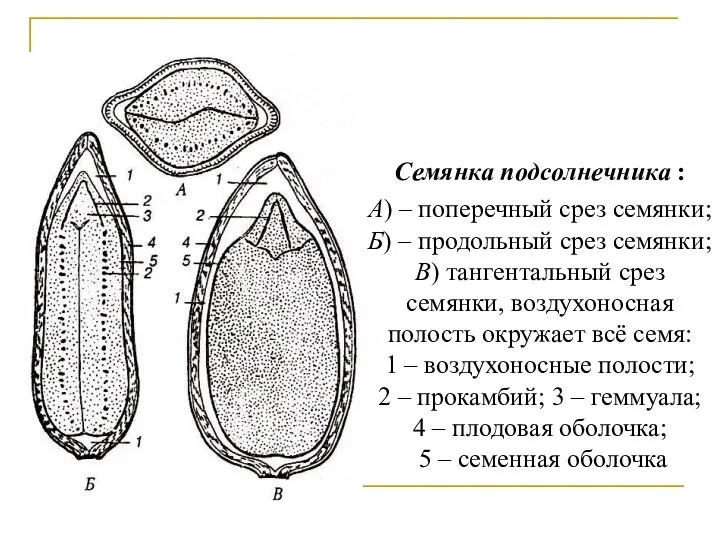 Семянка подсолнечника : А) – поперечный срез семянки; Б) – продольный
