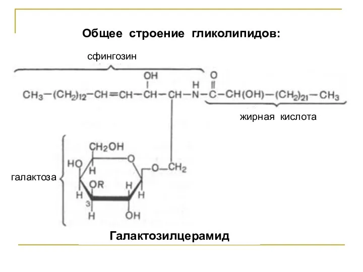 Общее строение гликолипидов: сфингозин жирная кислота галактоза Галактозилцерамид