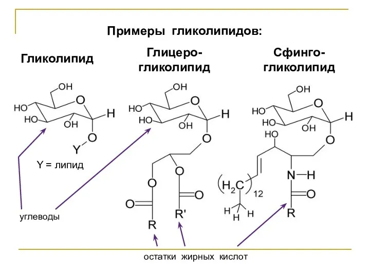 Примеры гликолипидов: Гликолипид Глицеро-гликолипид Сфинго-гликолипид Y = липид углеводы остатки жирных кислот