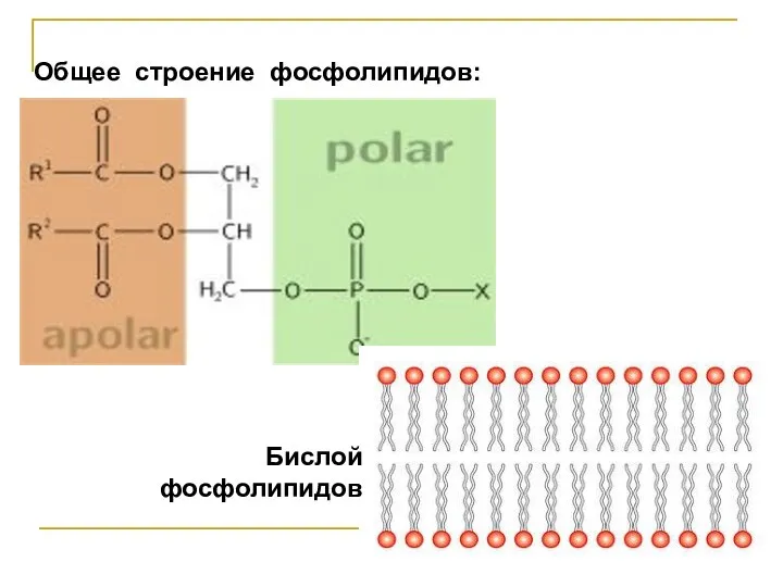 Общее строение фосфолипидов: Бислой фосфолипидов