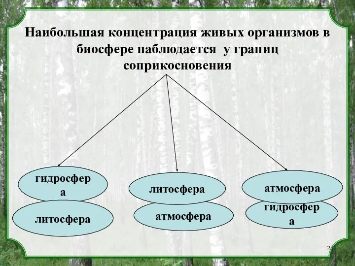 Наибольшая концентрация живых организмов в биосфере наблюдается у границ соприкосновения атмосфера литосфера гидросфера атмосфера гидросфера литосфера