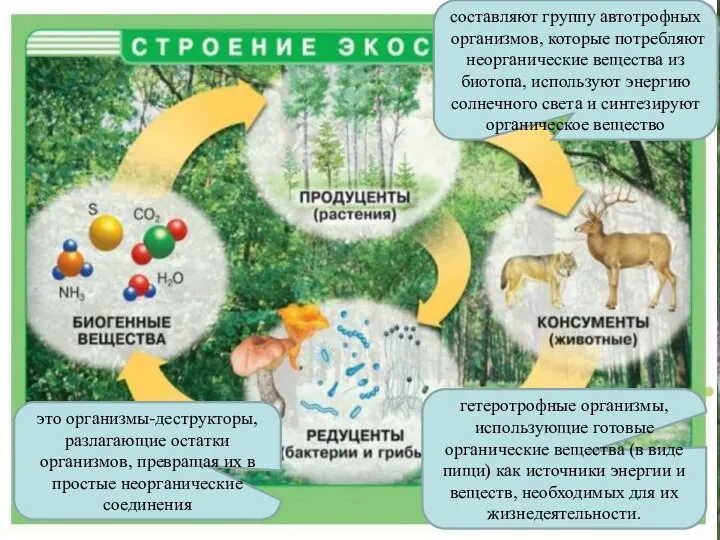 Ведущая активная роль в процессах взаимодействия компонентов биогеоценоза принадлежит живым существам.