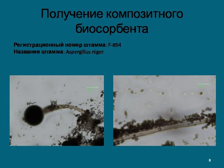 Регистрационный номер штамма: F-894 Название штамма: Aspergillus niger. Получение композитного биосорбента