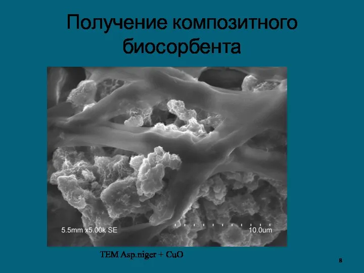 Получение композитного биосорбента TEM Asp.niger + CuO