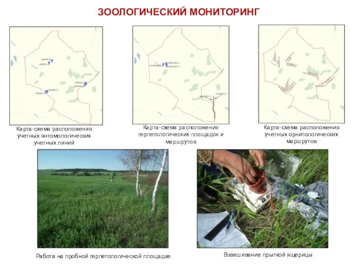 ЗООЛОГИЧЕСКИЙ МОНИТОРИНГ Карта-схема расположения учетных энтомологических учетных линий Карта-схема расположения герпетологических