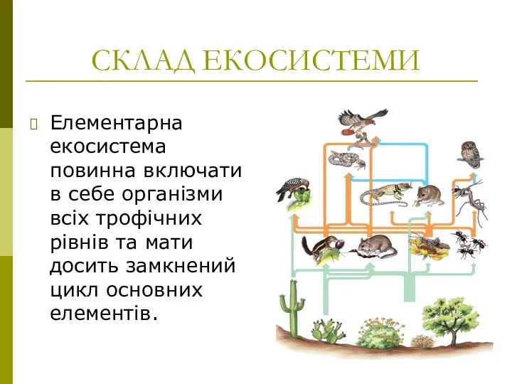 СКЛАД ЕКОСИСТЕМИ Елементарна екосистема повинна включати в себе організми всіх трофічних