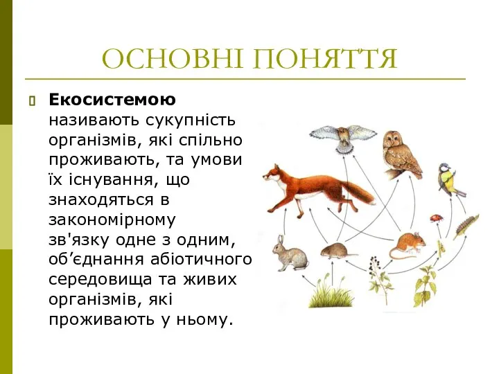 ОСНОВНІ ПОНЯТТЯ Екосистемою називають сукупність організмів, які спільно проживають, та умови