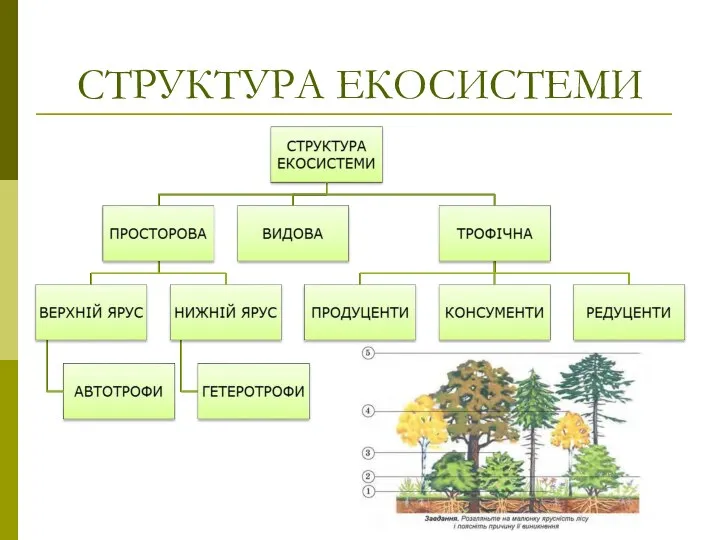 СТРУКТУРА ЕКОСИСТЕМИ