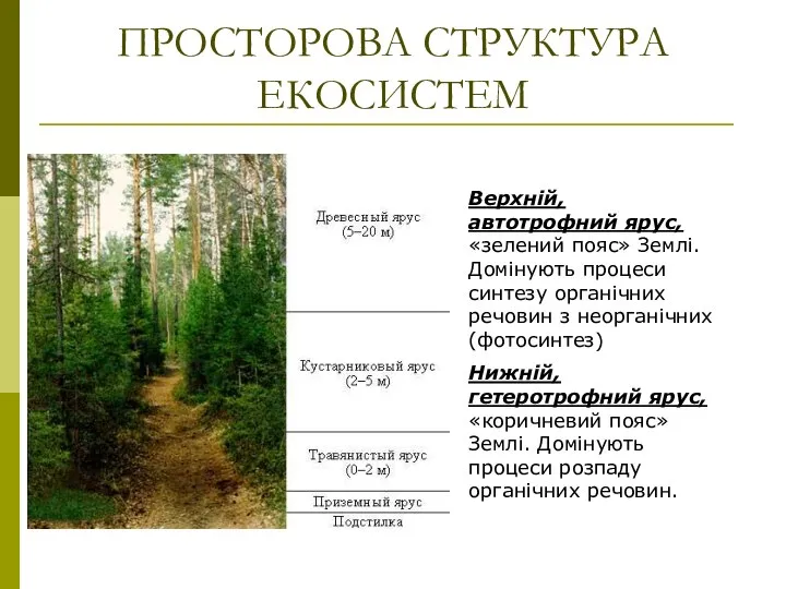 ПРОСТОРОВА СТРУКТУРА ЕКОСИСТЕМ Верхній, автотрофний ярус, «зелений пояс» Землі. Домінують процеси