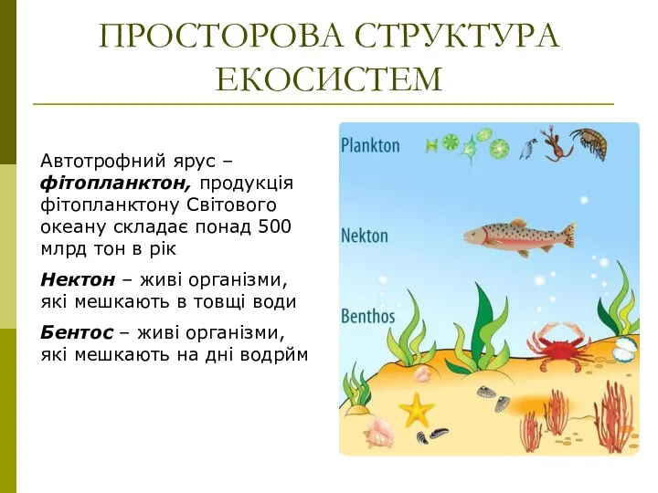 ПРОСТОРОВА СТРУКТУРА ЕКОСИСТЕМ Автотрофний ярус – фітопланктон, продукція фітопланктону Світового океану