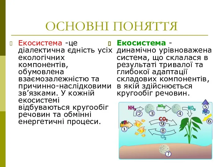 ОСНОВНІ ПОНЯТТЯ Екосистема -це діалектична єдність усіх екологічних компонентів, обумовлена взаємозалежністю