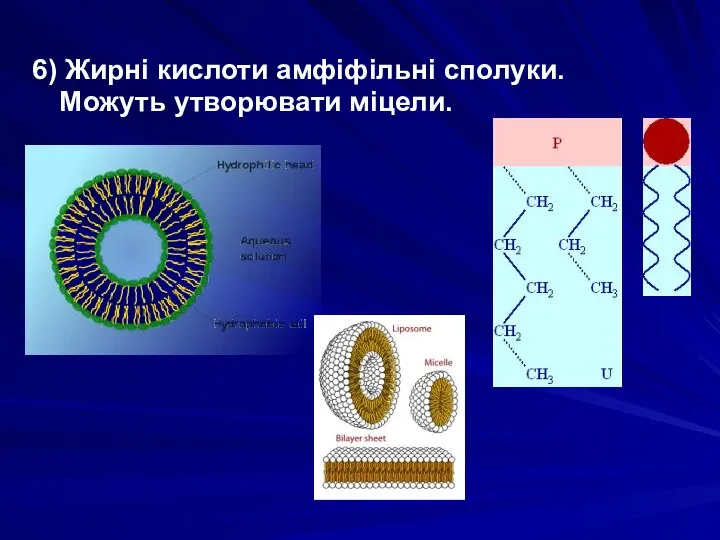 6) Жирні кислоти амфіфільні сполуки. Можуть утворювати міцели.