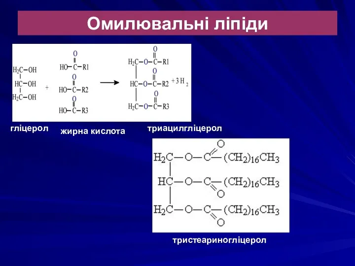 Омилювальні ліпіди гліцерол жирна кислота триацилгліцерол тристеариногліцерол