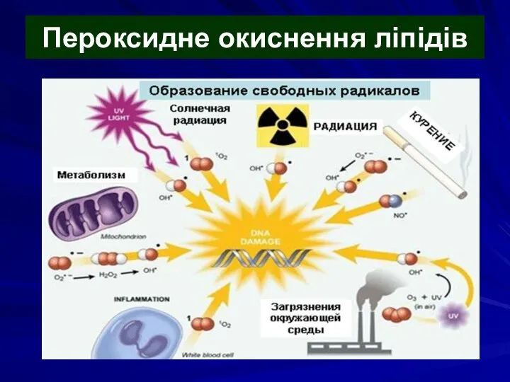 Пероксидне окиснення ліпідів