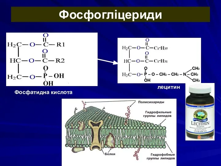 Фосфогліцериди лецитин Фосфатидна кислота