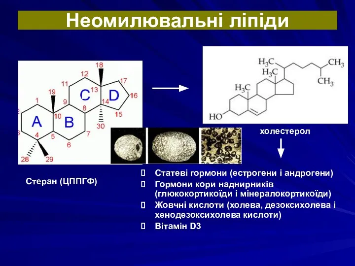 Неомилювальні ліпіди Стеран (ЦППГФ) холестерол Статеві гормони (естрогени і андрогени) Гормони