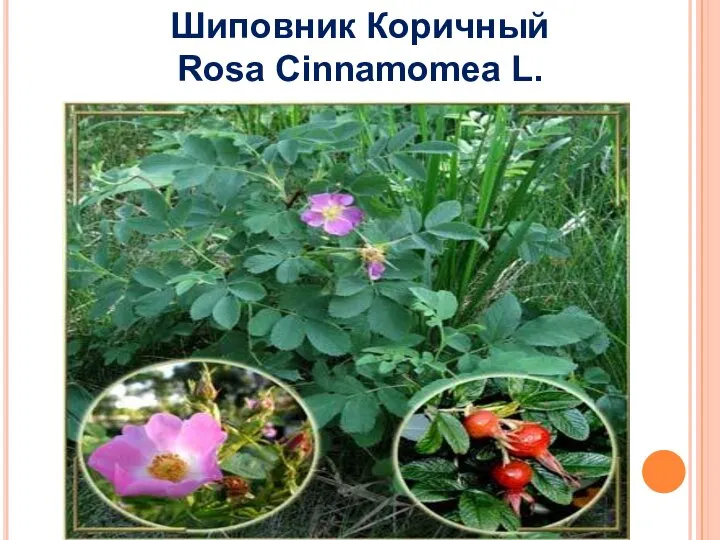 Шиповник Коричный Rosa Cinnamomea L.
