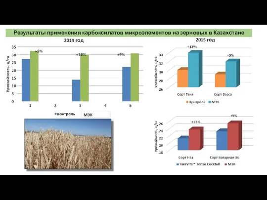 Результаты применения карбоксилатов микроэлементов на зерновых в Казахстане 2015 год 2014 год