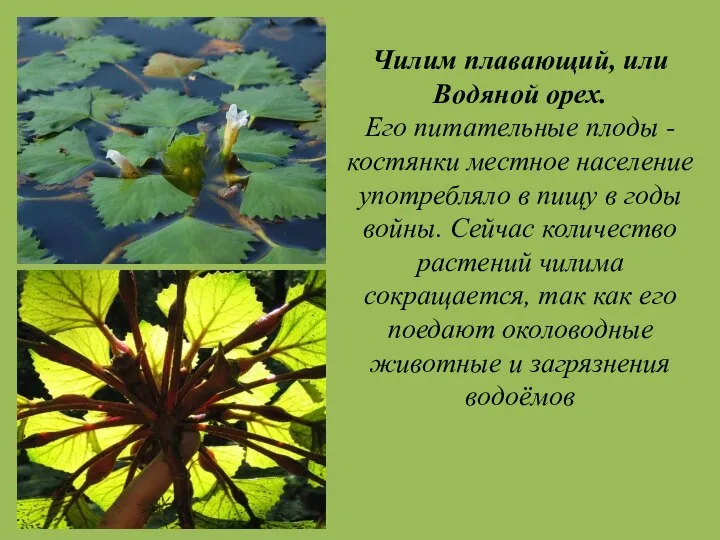 Чилим плавающий, или Водяной орех. Его питательные плоды - костянки местное