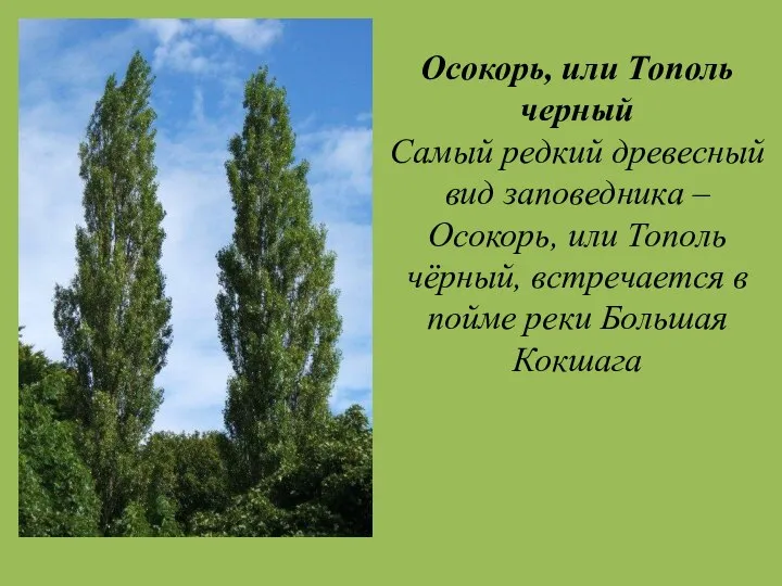 Осокорь, или Тополь черный Самый редкий древесный вид заповедника – Осокорь,